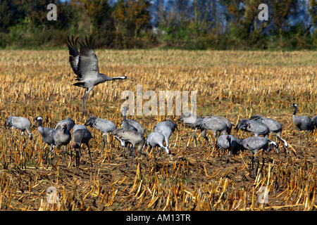 Kraniche (Grus Grus) - Vorpommersche Boddenlandschaft, Mecklenburg-Western Pomerania, Deutschland, Europa, Stockfoto