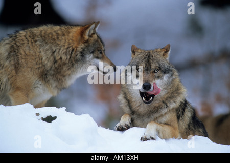 Eurasische Wolf (Canis Lupus Lupus, Canis Lupus), europäischer Wolf, Erwachsener, man ruht in Schnee und die andere eine stehend hinter po Stockfoto