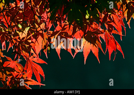 Japanischer Ahorn - Blätter in Herbstfärbung - bunte Laub (Acer Palmatum Sorte) Stockfoto