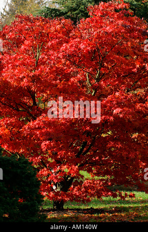 Japanischer Ahorn-Sorte Ozakazuki - Blätter in roter Herbstfärbung - bunte Laub (Acer Palmatum Sorte Ozakazuki) Stockfoto