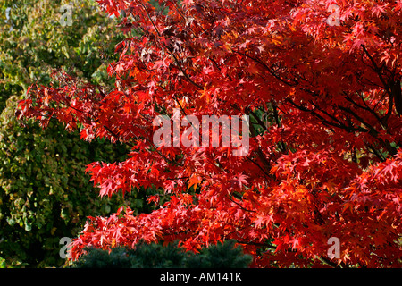 Japanischer Ahorn-Sorte Ozakazuki - Blätter in roter Herbstfärbung - bunte Laub (Acer Palmatum Sorte Ozakazuki) Stockfoto