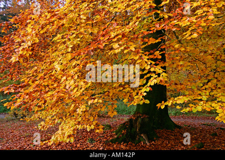 Häufig wird - Buche - Buche Hain - Blätter in Herbstfärbung - bunte Laub (Fagus Sylvatica) Stockfoto