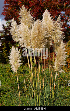 Pampasgras (Cortaderia Selloana) Stockfoto