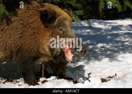 Gähnende Wildschwein im Winter (Sus Scrofa) Stockfoto