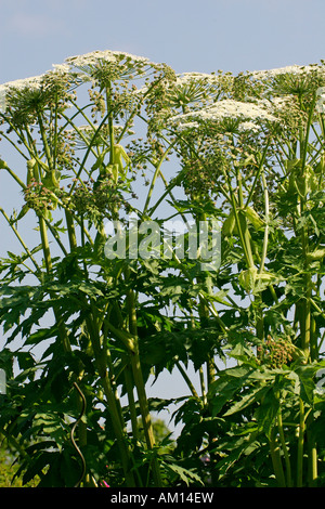 Blühenden Riesenbärenklau - giftige Pflanze (Heracleum Mantegazzianum) Stockfoto