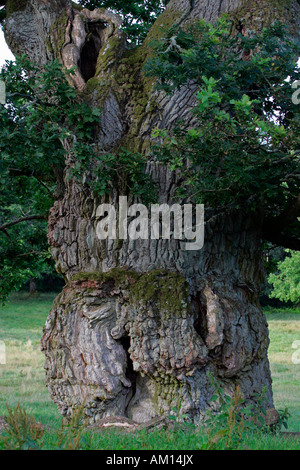 800 Jahre alte Eiche aus Tunhem in Schweden - Bolus - pedunculate Eiche (Quercus Robur) Stockfoto
