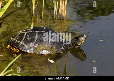 Bauche Schildkröte - gemeinsame Schieberegler - Teich Schieberegler (ist Scripta Scripta) Stockfoto