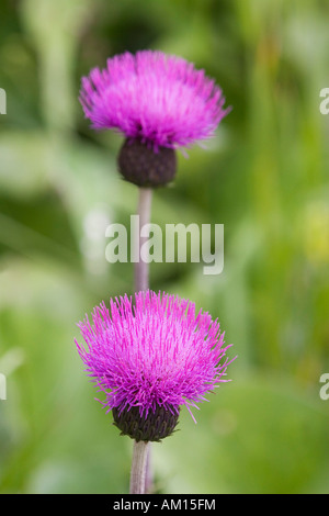 Alpine Thistle (Blütenstandsboden Defloratus), Nationalpark Hohe Tauern, Österreich Stockfoto