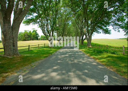 Von Bäumen gesäumten Auffahrt zur Asche Rasen Highland Heimat von Präsident James Monroe Albemarle County Virginia Stockfoto