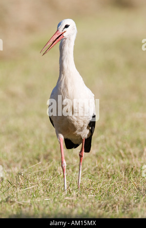 Weißer Storch (Ciconia Ciconia) auf einer frisch gemähten Wiese, Deutschland Stockfoto