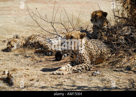 Geparden unter einem Busch, Otjototongwe Cheetah Farm Kamanjab, Namibia Stockfoto