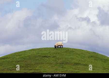 Schafe auf einem runden Rasen Hügel Stockfoto