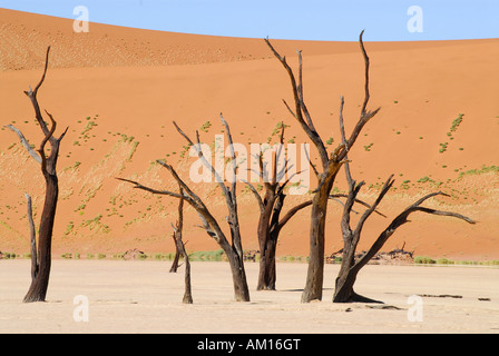 Tote Bäume am Deadvlei, Namib Naukluft Park, Namibia Stockfoto