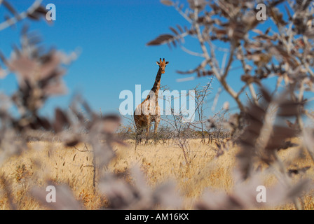 Giraffe, Etosha Nationalpark, Namibia Stockfoto