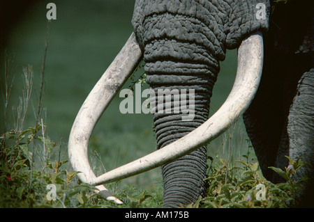 Elefanten-Stoßzähne Stockfoto