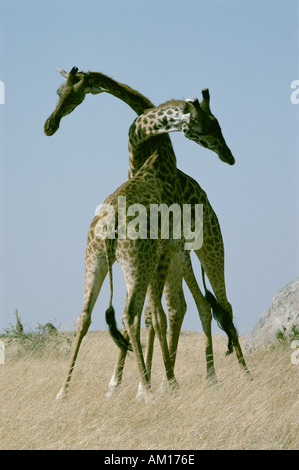 Masai-Giraffe kämpfen oder Einschnürung Stockfoto