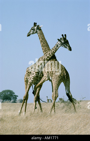 Masai-Giraffe kämpfen oder Einschnürung Stockfoto