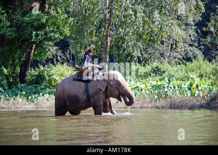 Indischer Elefant, Elephas Maximus Indicus, Elephas Maximus Bengalensis, Thailand, Asien Stockfoto