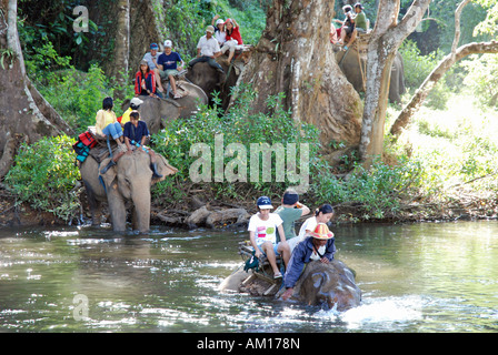 Indische Elefanten, Elephas Maximus Indicus, Elephas Maximus Bengalensis, Thailand, Asien Stockfoto