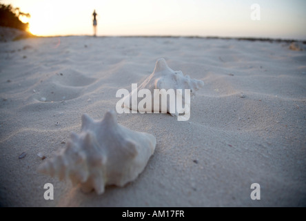 Muscheln am Strand, Kuba Stockfoto