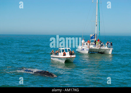 Südlichen rechten Wale vor Boote, Walfish Bay, Namibia Stockfoto