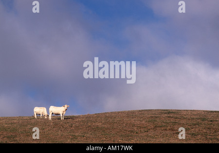 Zwei französische weiße Kühe stehen auf einer Kurve der Weide gegen blauen Himmel mit helle Wolke, in der Nähe von Le Creusot, Saone et Loire, Frankreich Stockfoto