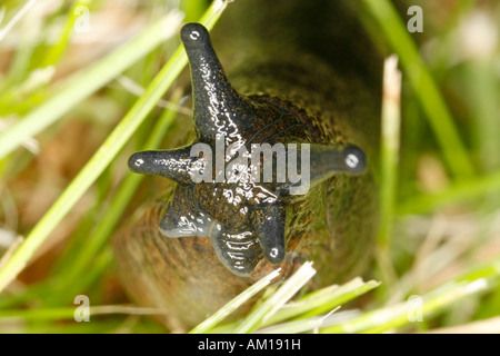 Nahaufnahme des Kopfes eine Schnecke Stockfoto