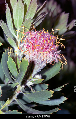 Outeniqua Nadelkissen - Leucospermum Glabrum/Glabra-Familie Proteaceae und Gruppe von Leucospermums genannt zylindrische Nadelkissen Stockfoto