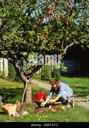 Frau im Garten im Sommerhaus in Schweden Blumenzwiebeln Pflanzen Stockfoto