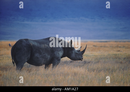 Black Rhino Diceros Bicornis in Ngorongoro Crater in Tansania Stockfoto