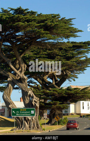 Bäume in einem Land Straße, Apollo Bay, Victoria, Australien Stockfoto