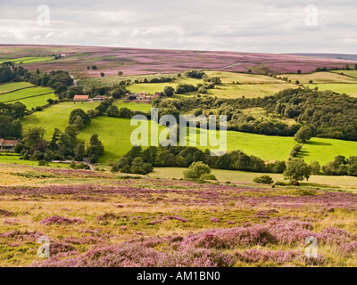 Eine Farm im Heidekraut bedeckten Hügeln am Castleton in North Yorkshire Moors Nationalpark UK Stockfoto