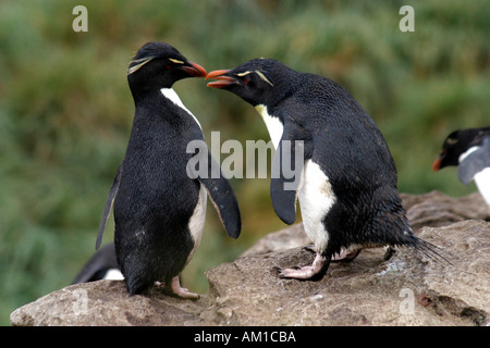 Rock Hopper Pinguine in West Point, die Falkland-Inseln, Süd-Atlantik Stockfoto