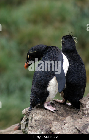 Rock Hopper Pinguine in West Point, die Falkland-Inseln, Süd-Atlantik Stockfoto