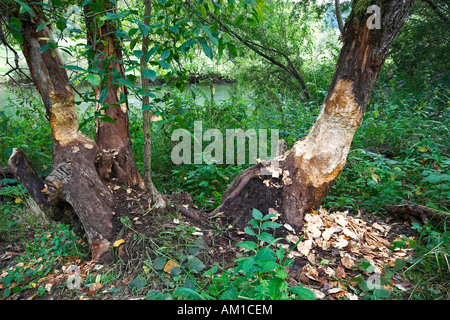 Schaden Sie an einem Baum verursacht durch ein Biber Stockfoto