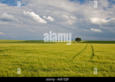 Getreidefeld in der Nähe von Zillenberg im Landkreis Aichach-Friedberg, Bayern, Deutschland Stockfoto