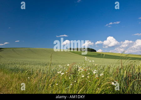 Getreidefeld in der Nähe von Zillenberg im Landkreis Aichach-Friedberg, Bayern, Deutschland Stockfoto