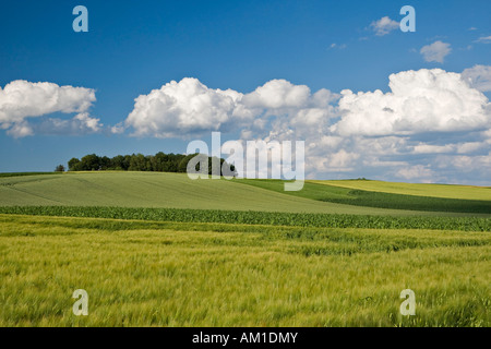 Getreidefeld in der Nähe von Zillenberg im Landkreis Aichach-Friedberg, Bayern, Deutschland Stockfoto