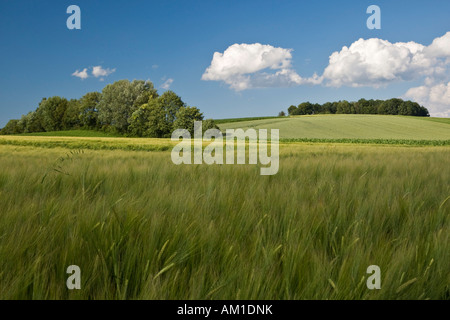 Getreidefeld in der Nähe von Zillenberg im Landkreis Aichach-Friedberg, Bayern, Deutschland Stockfoto