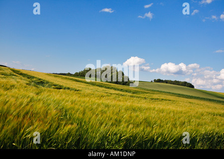 Getreidefeld in der Nähe von Zillenberg im Landkreis Aichach-Friedberg, Bayern, Deutschland Stockfoto