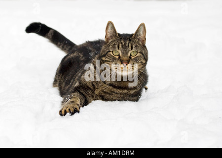 Europäisch Kurzhaarkatze im Schnee Stockfoto