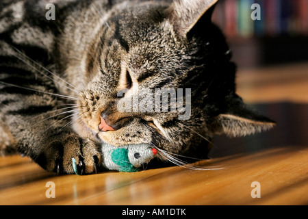 Europäisch Kurzhaarkatze ist mit einem Spielzeug-Maus knutschen. Stockfoto