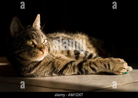 Europäisch Kurzhaarkatze mit einem Spielzeug-Maus Stockfoto