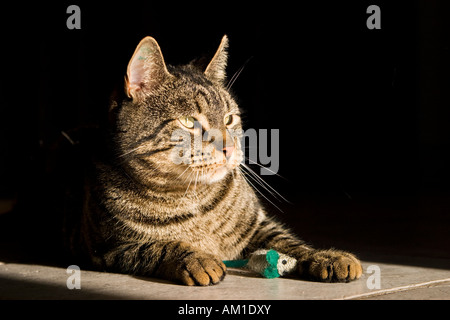 Europäisch Kurzhaarkatze mit einem Spielzeug-Maus Stockfoto