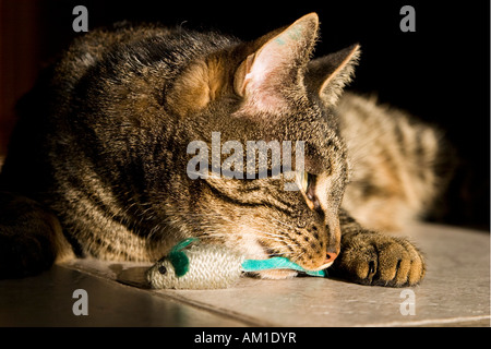 Europäisch Kurzhaarkatze spielt mit einem Spielzeug-Maus Stockfoto