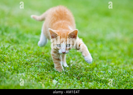 Europäisch Kurzhaarkatze in einer Wiese Stockfoto