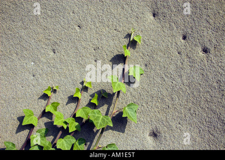 Efeu an Sandstein Stockfoto