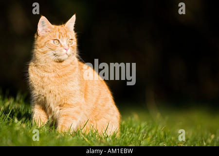 Europäisch Kurzhaarkatze sitzt auf einer Wiese Stockfoto