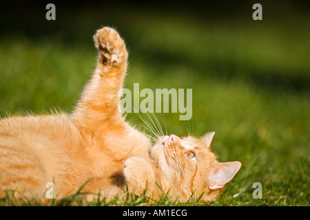 Europäisch Kurzhaarkatze liegt auf einer Wiese Stockfoto