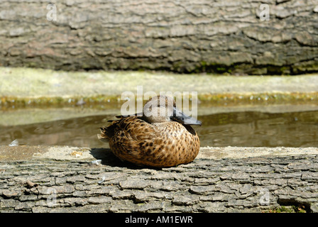 Eine weibliche nördlichen Löffelente (Anas Clypeata) - Deutschland, Europa. Stockfoto